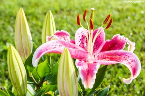 Trotography Nature 5