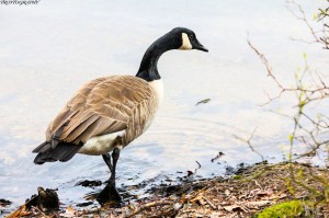 Trotography Nature 6