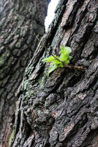 Trotography Nature 7